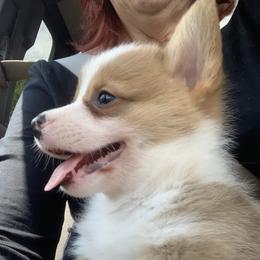 Collies, Pembroke Welsh Corgis, and Shih Tzus from M&J Country Kennels