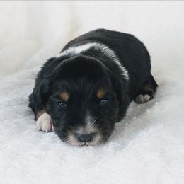 Pink - Black tri-color female Australian Shepherd puppy in Yakima, Washington from Naches Heights Ranch