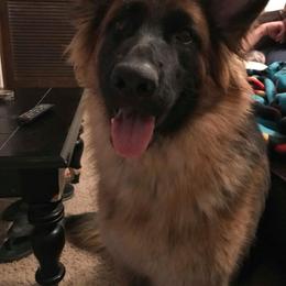 German Shepherd Puppies from Lost Creek German Shepherds LLC