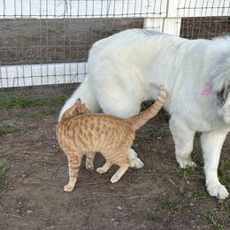 Great Pyrenees All Grown Up from McCarthy Ranchette