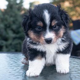 Whiskey - Black tri male Miniature Australian Shepherd puppy in Chino Valley, Arizona from Perkins Mini/Toy Aussies