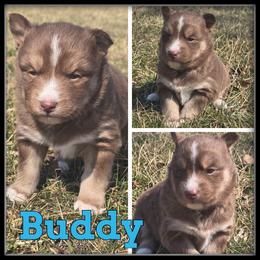 Buddy - Red and white male Siberian Husky puppy in Wheeler, Michigan from Haase Family Kennels