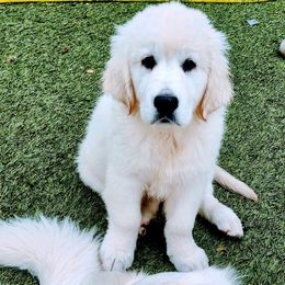 Golden Retriever Puppies from Corrie Poppe's SD English Cream Golden Retrievers
