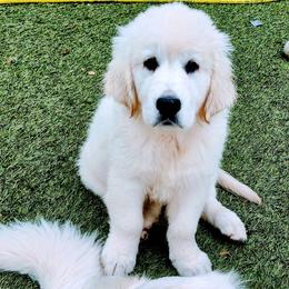 Golden Retriever Puppies from Corrie Poppe's SD English Cream Golden Retrievers