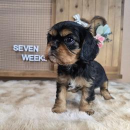 Ollie - Black and tan male Cavalier King Charles Spaniel puppy in Wildomar, California from Enchanted Rose Cavaliers