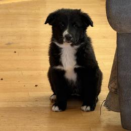 Larkspur - Black & white female Australian Shepherd puppy in Ellensburg, Washington from Creekside Aussies