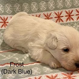 Frost (Dark Blue) - Wheaten male Scottish Terrier puppy in Jefferson, North Carolina from McGuire’s High Country Terriers