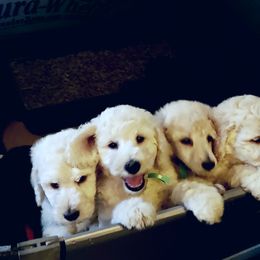 Poodle Puppies from Countryside Standard Poodles