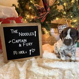 Ravioli - Liver roan male German Shorthaired Pointer puppy in Marshfield, Missouri from Suma Kennels