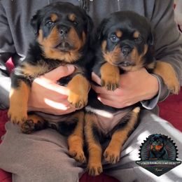 Rottweiler Puppies from Von Der Hing Rottweilers