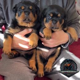 Rottweiler Puppies from Von Der Hing Rottweilers