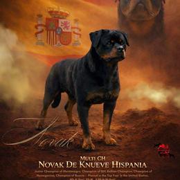 Novak - Rottweiler