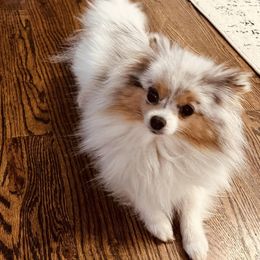 Pomeranians from Verdigris Valley Poms