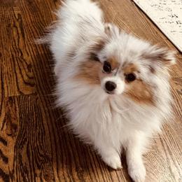 Pomeranians from Verdigris Valley Poms