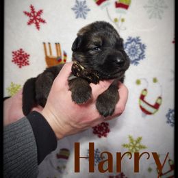 Harry - Sable male German Shepherd puppy in Fort Jennings, Ohio from Von Holtzapple German shepherds