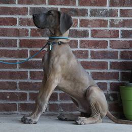 Great Dane Puppies from A Spot Of Blue Great Danes