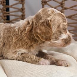 Selah - Red  female Goldendoodle puppy in Knoxville, Tennessee from Graystone Doodles