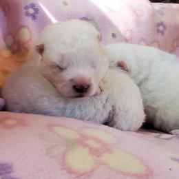 Samoyed Puppies from Limelight Samoyeds