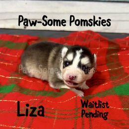 Liza - Silver and white female Pomsky puppy in Krum, Texas from Paw-Some Pomskies