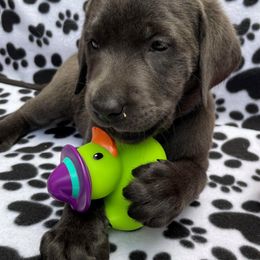 Dilute Retriever and Labrador Retriever Puppies from Winter Creek Labradors