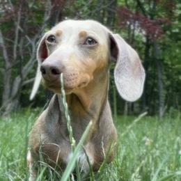 Laay - Dachshund