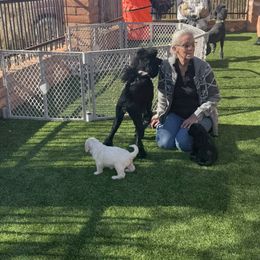 Goldendoodle Puppies from Arizona Doodles