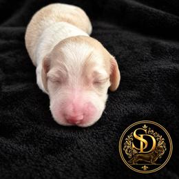 AKC Longhaired Cream Piebald Charlotte - Cream female Dachshund puppy in Los Angeles, California from Sterling Dachshunds