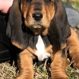 Basset Hounds from Parris Manor Bassets