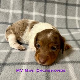 Duchess - Dapple female Dachshund puppy in Carlsbad, Texas from MV Mini Dachshunds