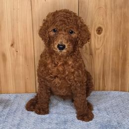 Remey - Red  male Poodle puppy in Bonifay, Florida from Heavenly Poodles