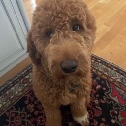 Frank - Goldendoodle