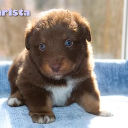 Barista - Red tri-color female Australian Shepherd puppy in Coldwater, Michigan from Northern Star Australian Shepherds