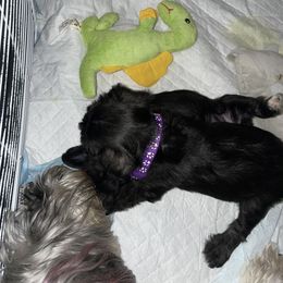 Miniature Schnauzer Puppies from Mini Schnauzers for Life