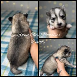 Danny - Silver and white male Pomsky puppy in Rossville, Georgia from Scenic City Pomskies