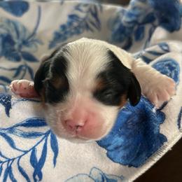 Charlie - Tri-color male Cavalier King Charles Spaniel puppy in Gallatin, Tennessee from Kids and Canines