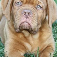 Dogues de Bordeaux from Summit Bordeaux