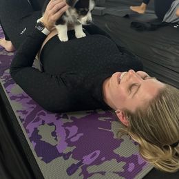 Golden Retriever and Pembroke Welsh Corgi Puppies from Silver Myst Acres