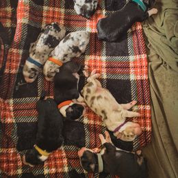 Australian Shepherd Puppies from Kelly Krew Aussies
