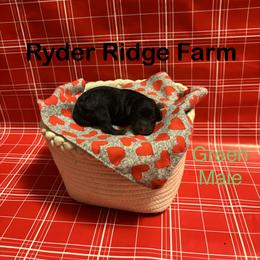 Green - Black and tan male Cavapoo puppy in White Sulphur Springs, West Virginia from Ryder Ridge Farm
