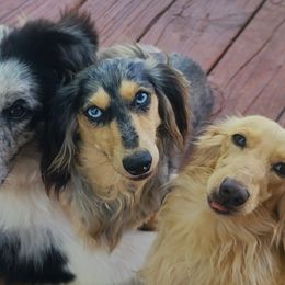 Little Mo - Dachshund