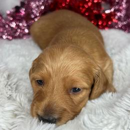 Red boy - Red male Dachshund puppy in Payette, Idaho from NT Mini Doxies
