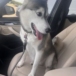 Ewa - Siberian Husky