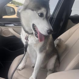 Ewa - Siberian Husky