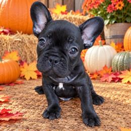 Gherkin - Black male French Bulldog puppy in Tampa Bay, Florida from Woodpecker Ridge Pups