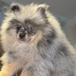 Titan - Blue merle male Pomeranian puppy in Los Angeles, California from AMAYSING Pups