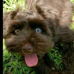 Ivy - Miniature Schnauzer