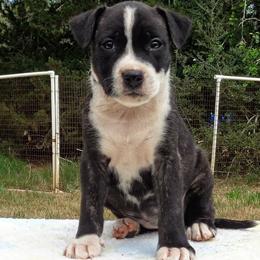 Cupcake - Black brindle female American Staffordshire Terrier puppy in Bastrop County, Texas from Ironheart American Staffordshire Terriers