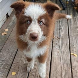 Momma Fortuna - Panda female German Shepherd puppy in Olean, New York from F&B Kennels