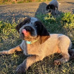 Torchwood Rogue (Boe)-Patriot - Brown and gray male Wirehaired Pointing Griffon puppy in Grangeville, Idaho from Happy Hollow Griffons