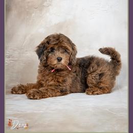 Mia - Merle female Cockapoo puppy in Connersville, Indiana from Deaz Doodle Ranch